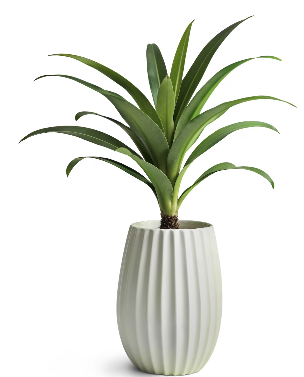 White Flower Pot (flower not included)