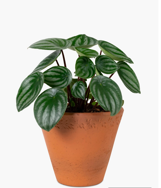 Natural Clay Pot / Terra Cotta